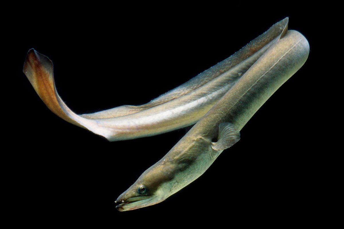 Breeding European Eels: Hormonal Challenges and Lab Success