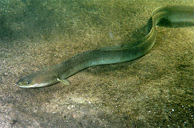 Sargasso Sea Secret: Where European Eels Begin Their Lives